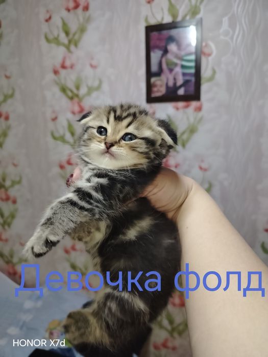 Продам котят страйт и фолд