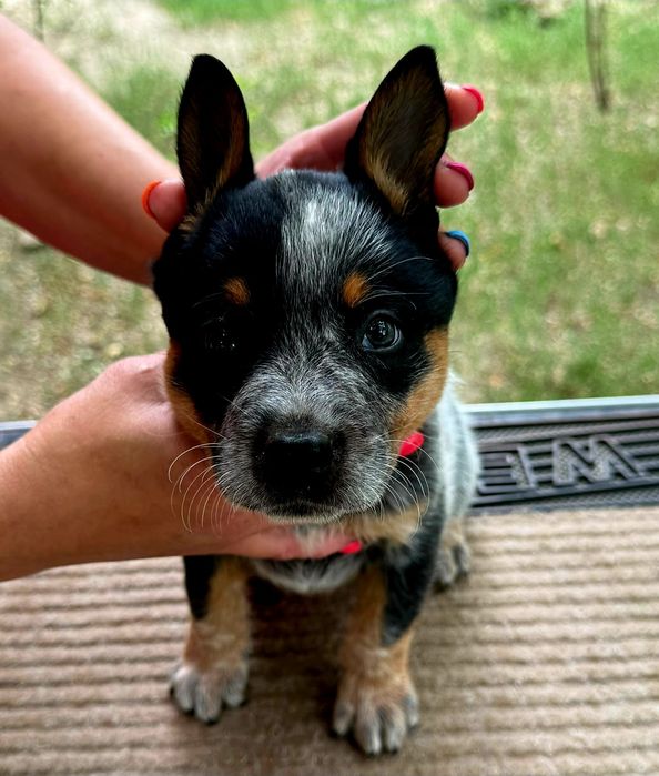 Australian Cattle Dog mascul