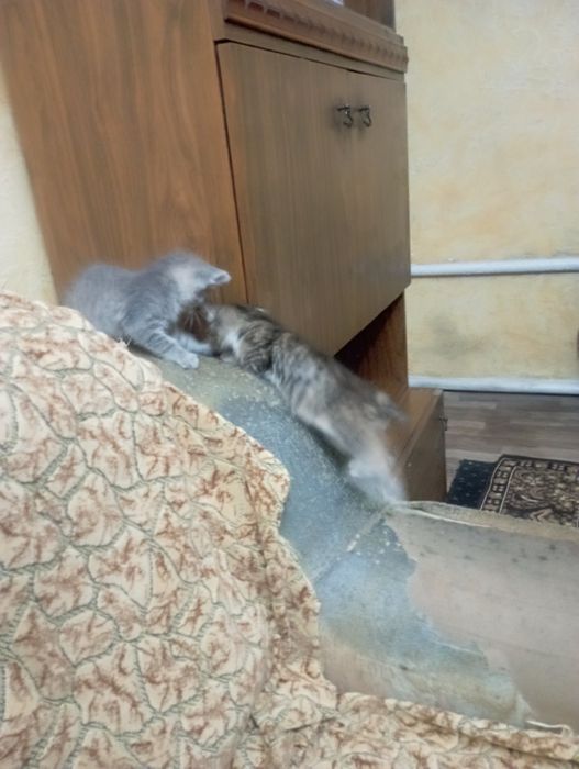 Отдам бесплатно котят