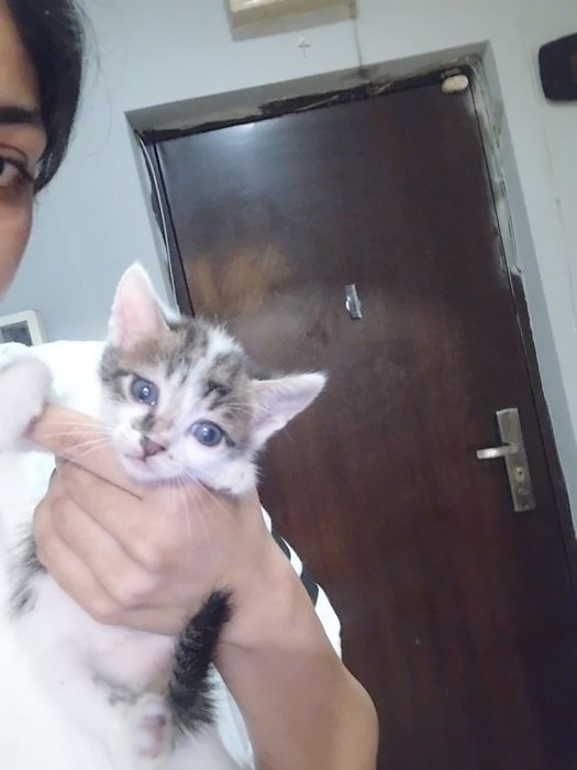 Pisoi  de  de adoptat urgent  ( 50 lei)