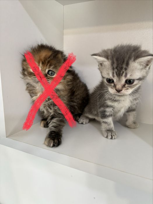 Продам хорошеньких котят