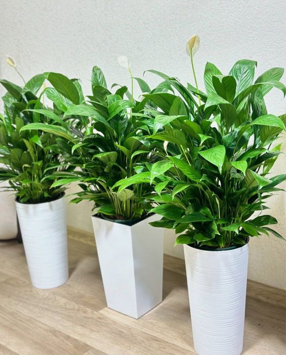 Офис гуллари, Офисные цветы, Катта гуллар!