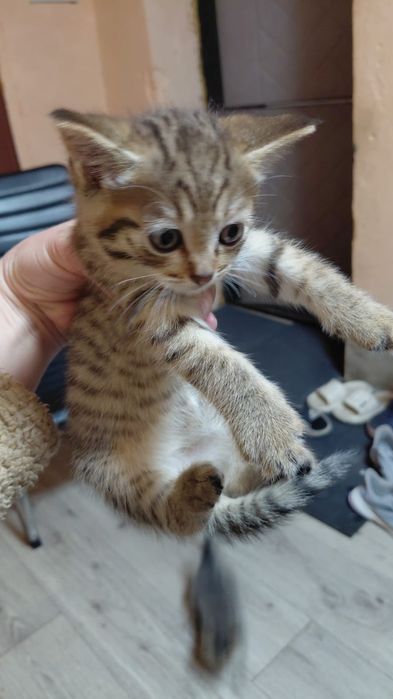 Отдам Котят хорошие