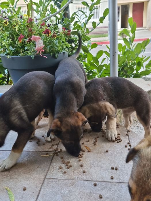 Adopție pui de cățel