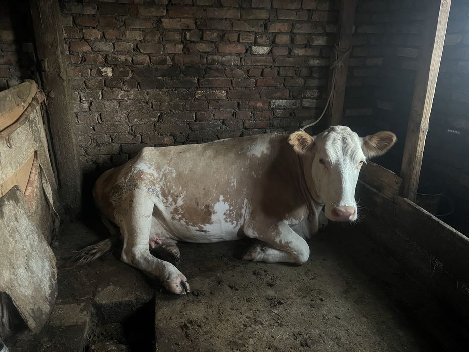Продам молочную корову