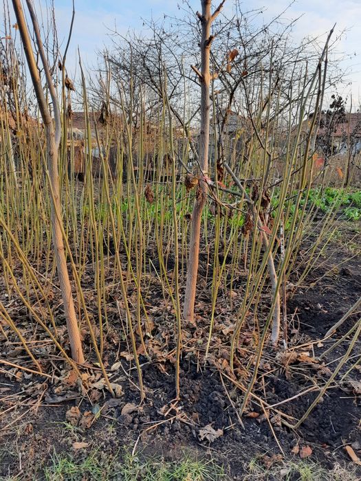 Paulownia la ghiveci