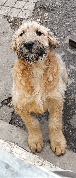 Щенки в добрые руки