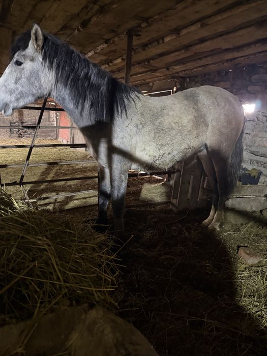 Жылкы откорм 2жасар