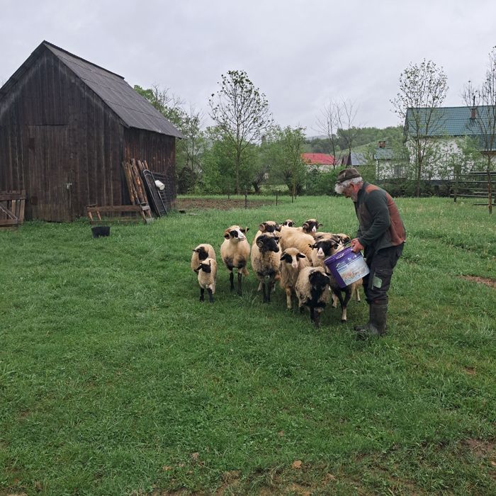 2 berbeci 5 oi 6 miei  de vanzare