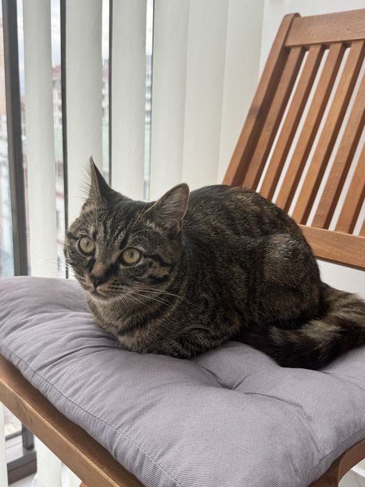 Кошка девочка 8 мес