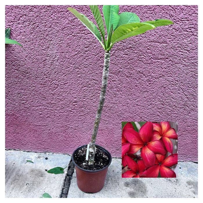 Plumeria Dang Kanyarat