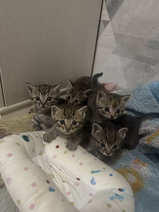 Котята Бегальские