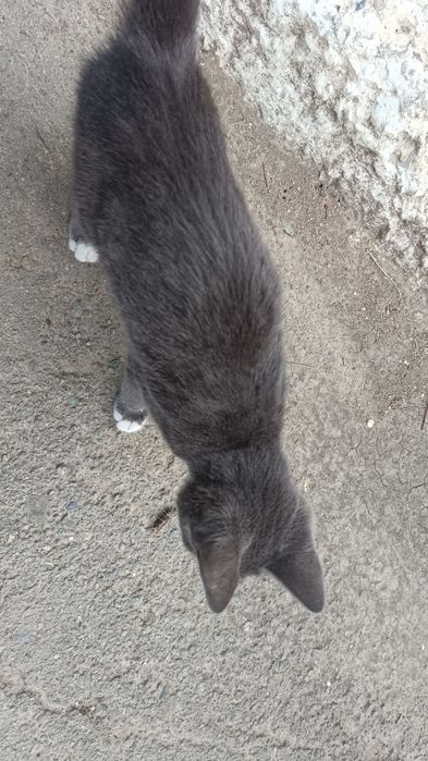 кот улечный мальчик