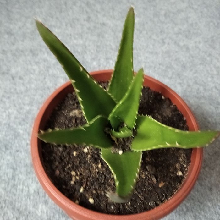 Алое, цвете, голямо