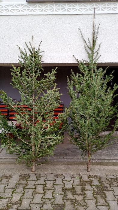 Brad natural pentru Crăciun