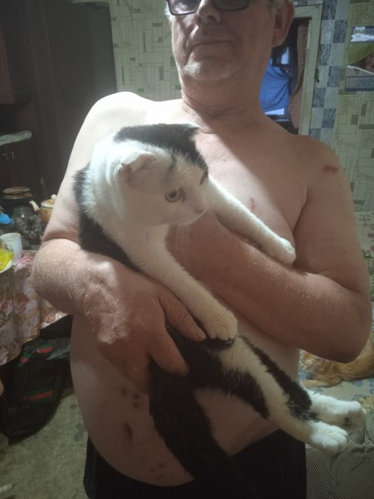 Продаются кот и кошка