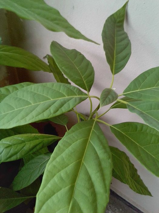 Авокадо 5 броя + саксия