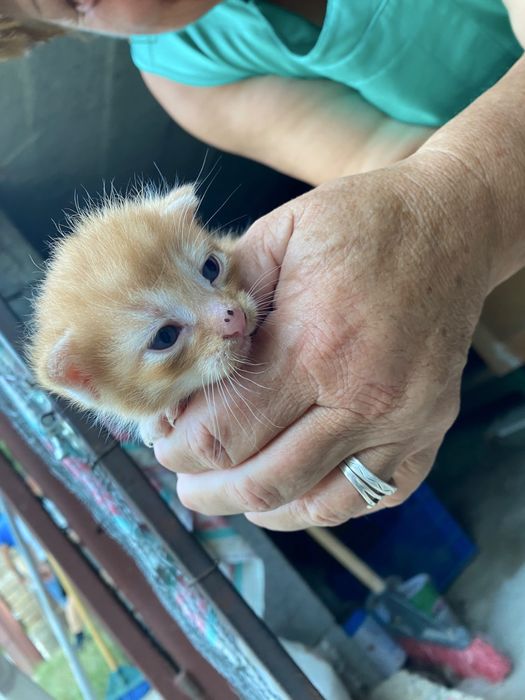 Adoptie urgenta pui pisica Cluj