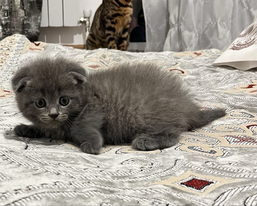 Продам шотланский катята