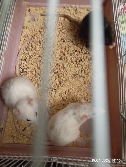 Крысы домашние деворативные