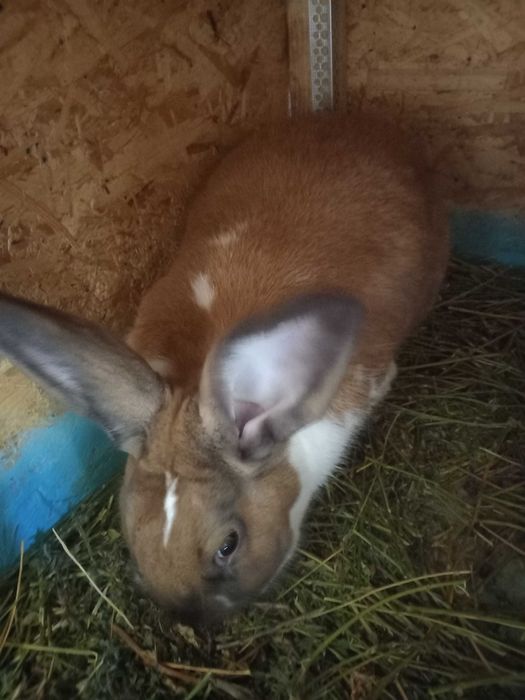 Va nd  iepurași  maturi și tineret