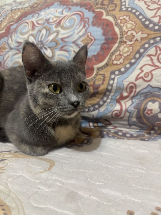 Отдам кошку в хорошие руки