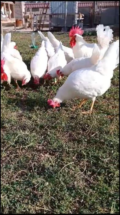 Цыплята Легорн стандарт