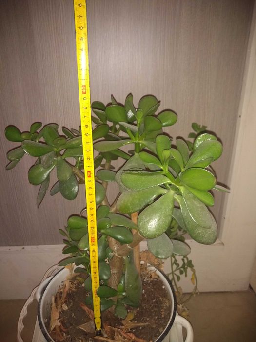 Дърво на живота /Красула овата/