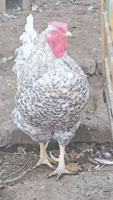 Петух на племя молодой