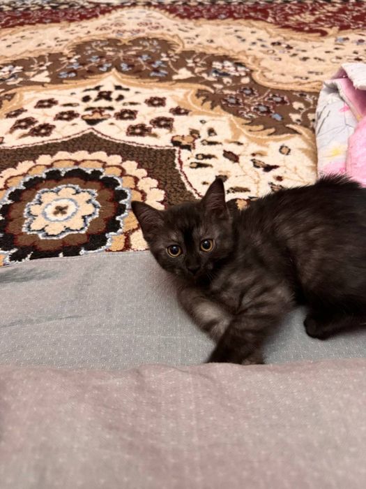 Отдаю котят в хорошие руки.
