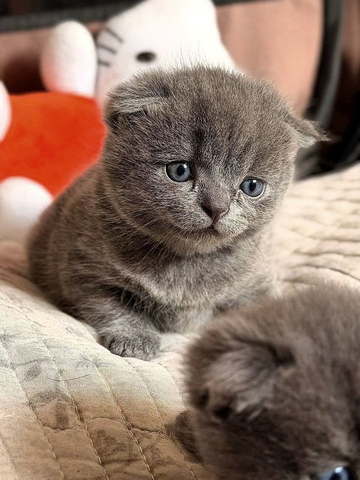 Toza qonli uy mushulchalari