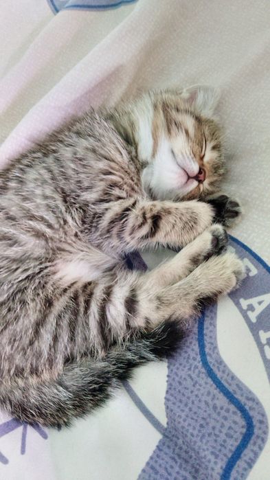 Продам породистого котенка