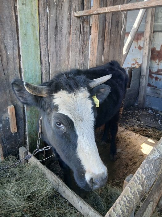 Продаётся первотёлка