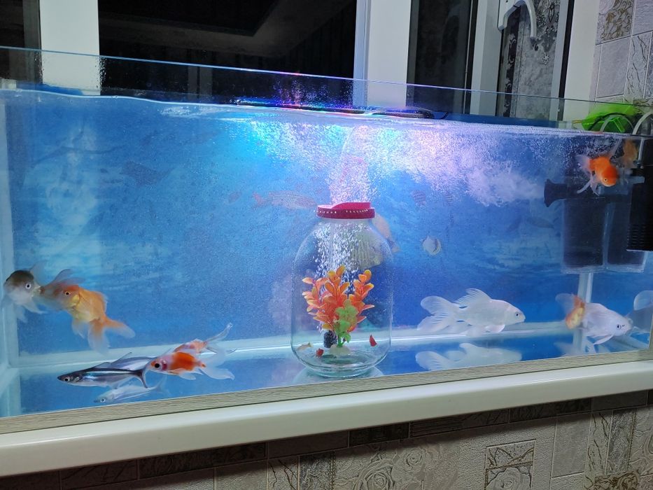 Akvarium аквариум