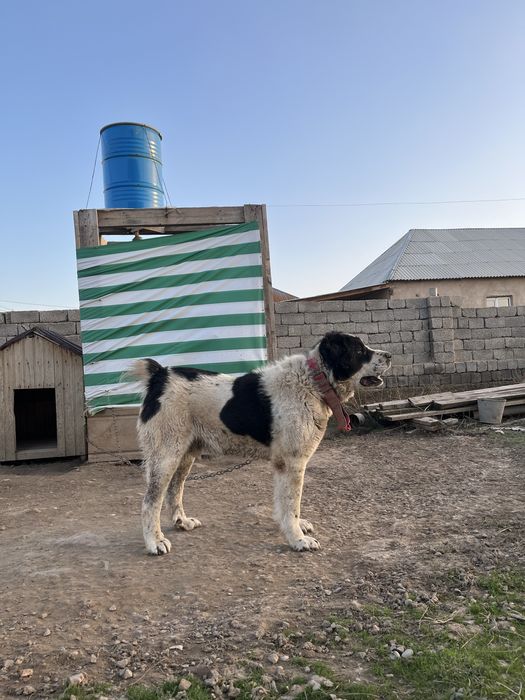 Готовый боец сатылады