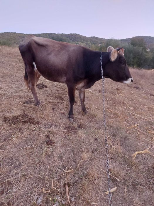 Vand vaca gestanta