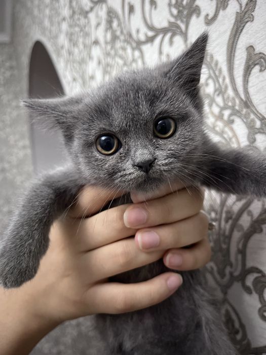 Продаю котят шотландский прямоухо