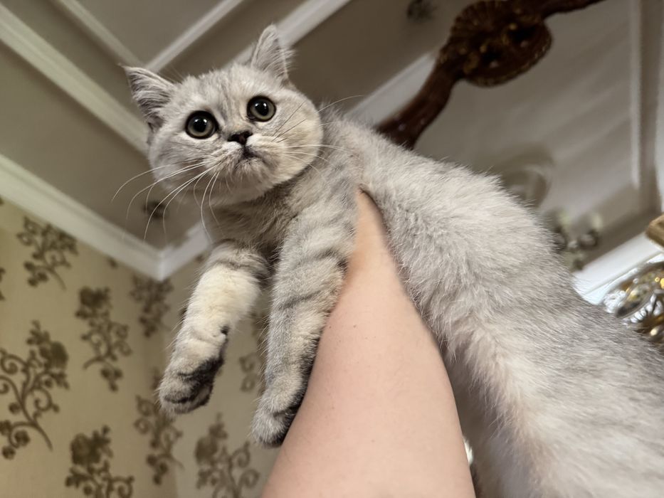 Британская серебристая шиншилла
