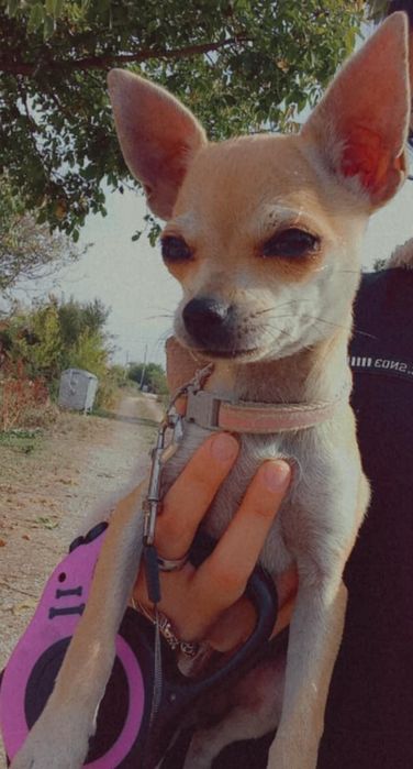 Чихуахуа Женско Кученце