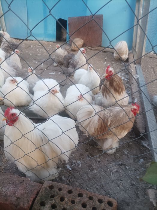 Мини кохин кокошки