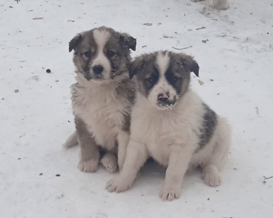 Щеночки в добрые руки