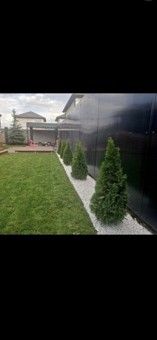 Plante Ornamentale si Gazon rulau Vand si Montez