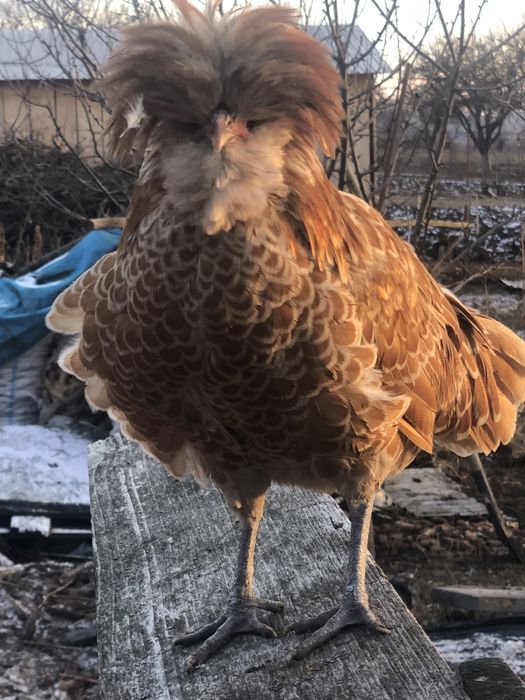 Cocosi paduana tineret