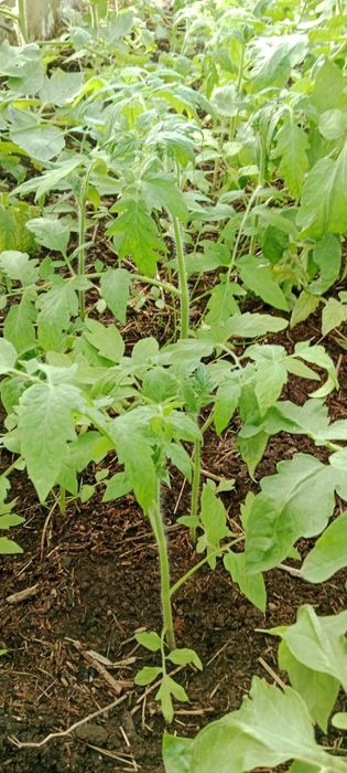 Продам рассаду по 80т .Перца сладкого  и помидор.