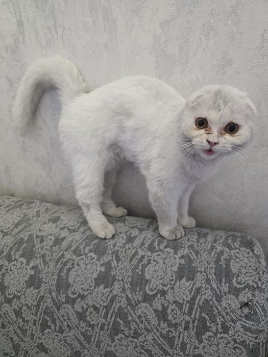 Scotish Fold qiz bola