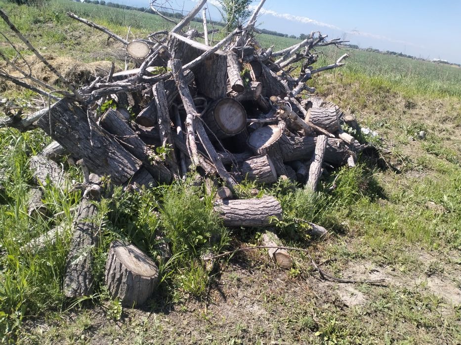 Продам драва капагач сухие