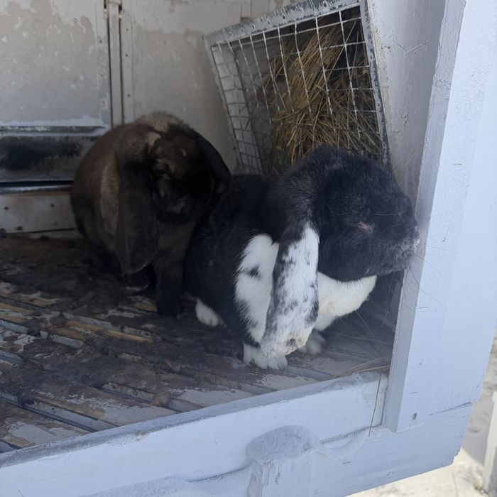 Кролики французский баран