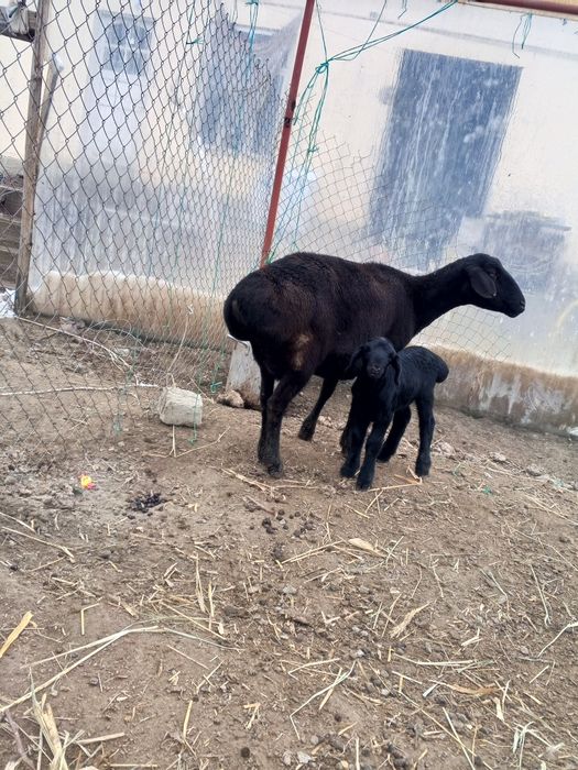 Ona bola qo'ylar sotiladi