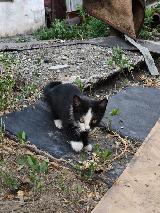 Отдам котят в добрые руки