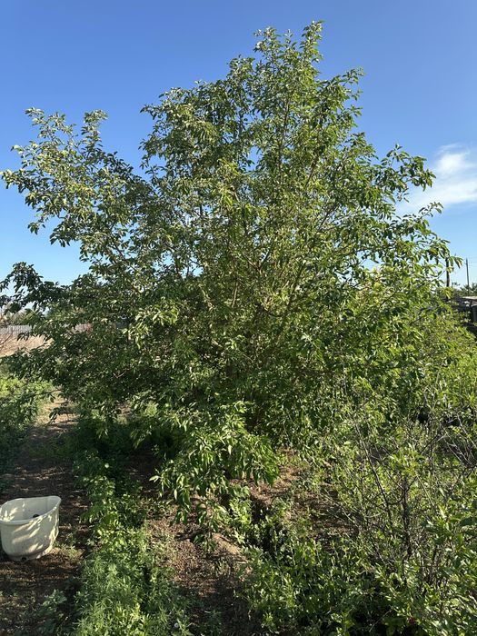 Продается дача на 1 водоколонке